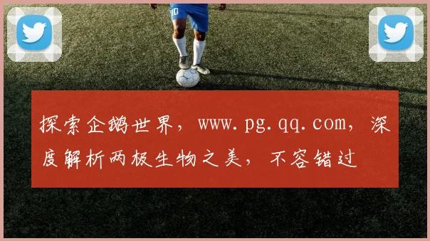 探索企鹅世界，www.pg.qq.com，深度解析两极生物之美，不容错过